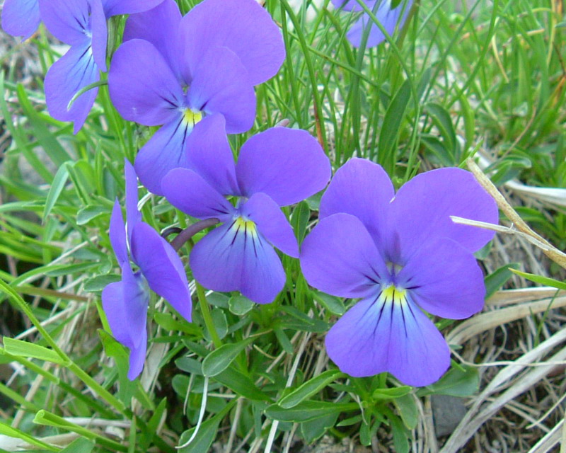 Viola calcarata